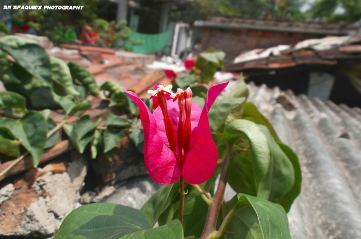 flower