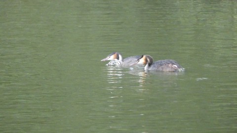 Grebes