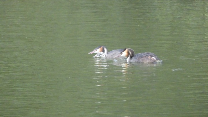 Grebes