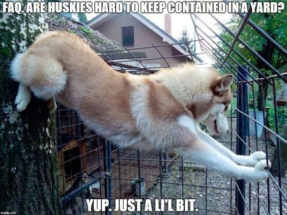 lmao