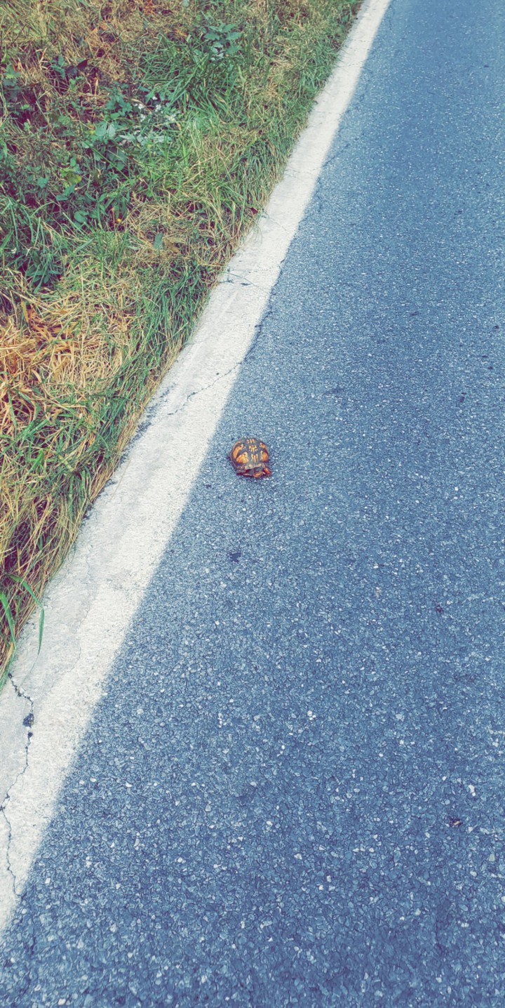 turtle rescue