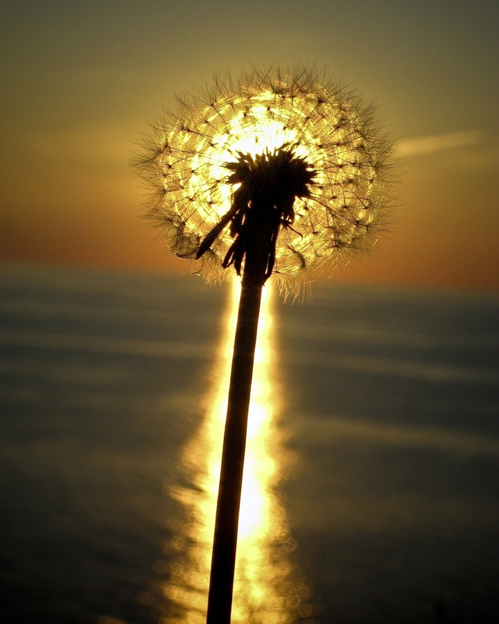 Pusteblume