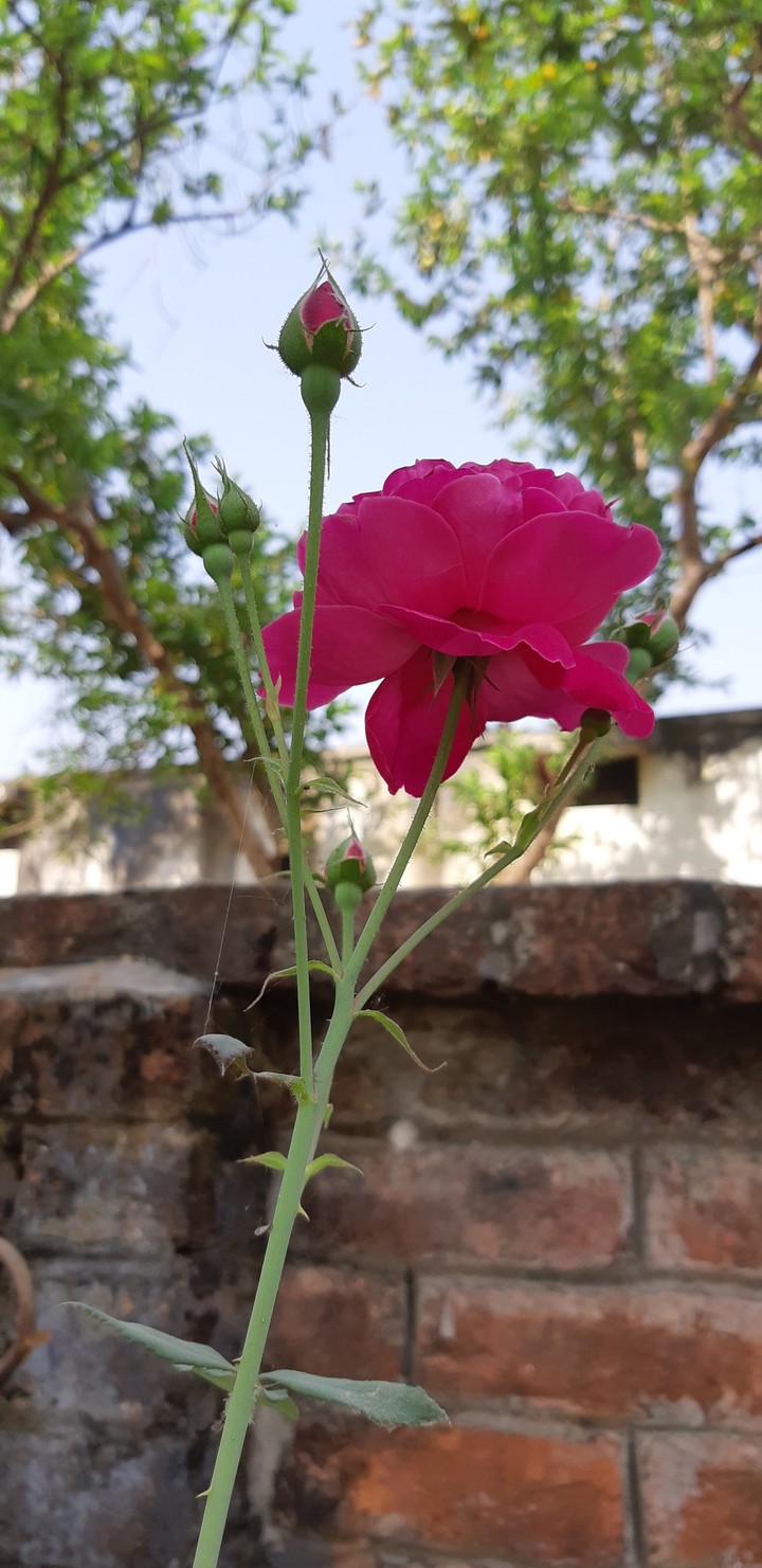 Rose
