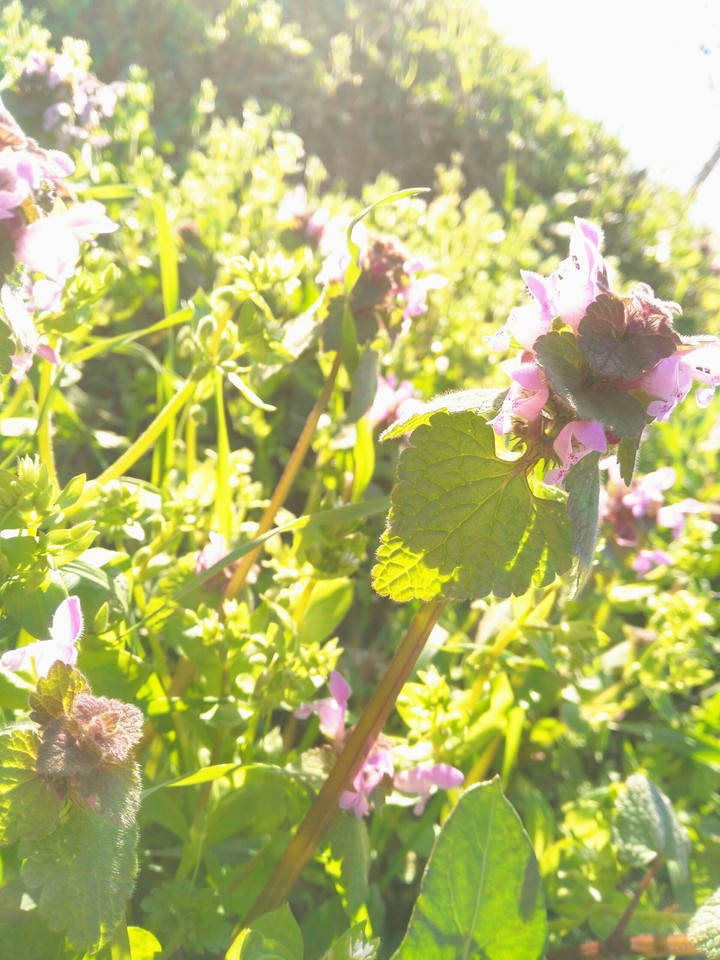spring