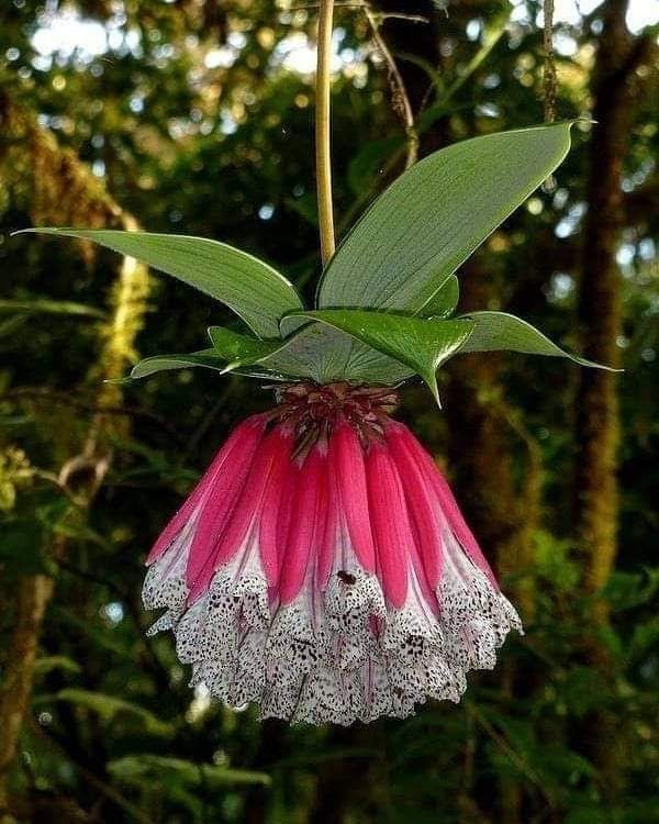 Eine faszinierende Blüte❤