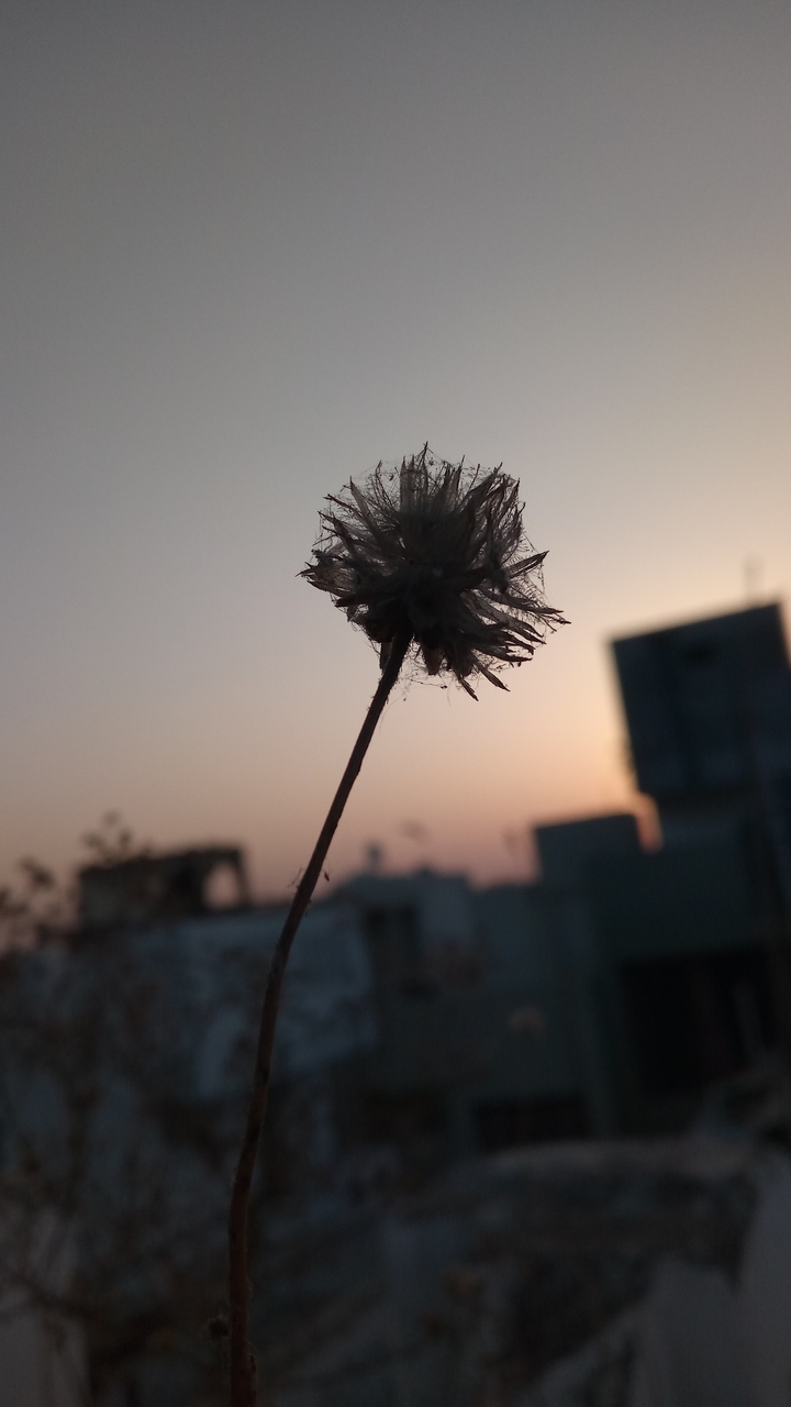 dry little flower