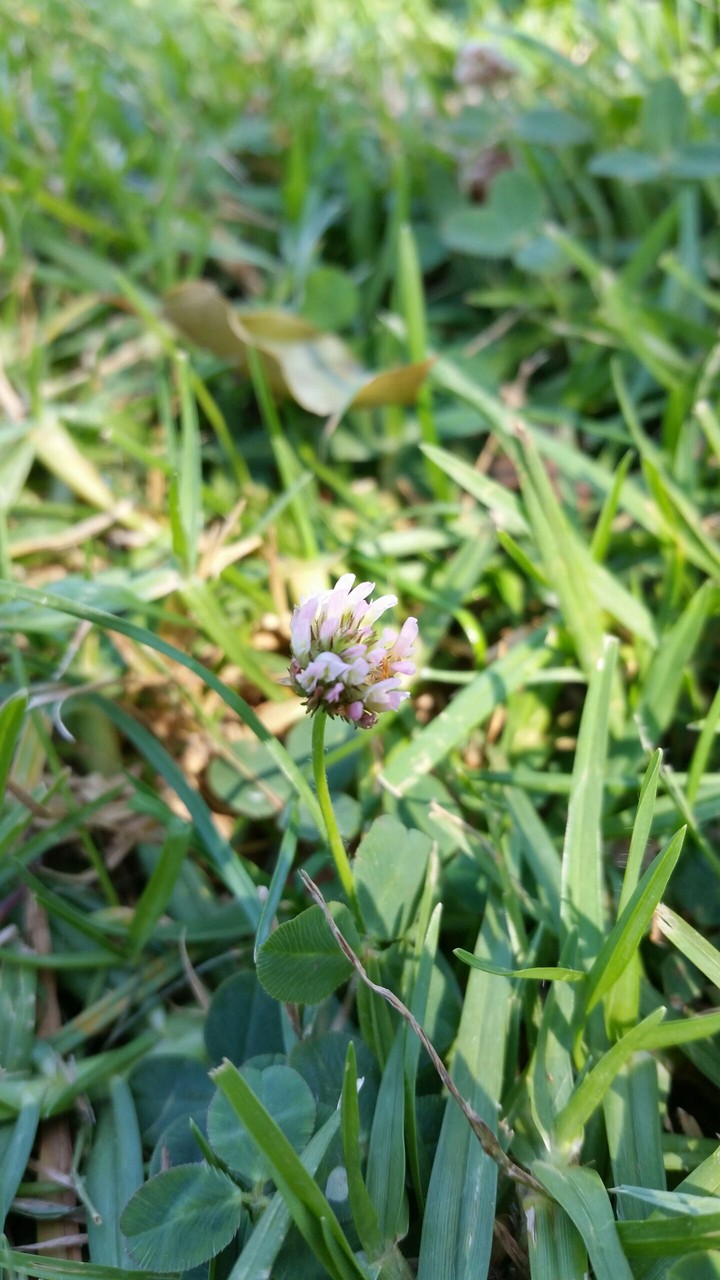 pretty flower
