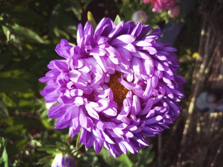 flower