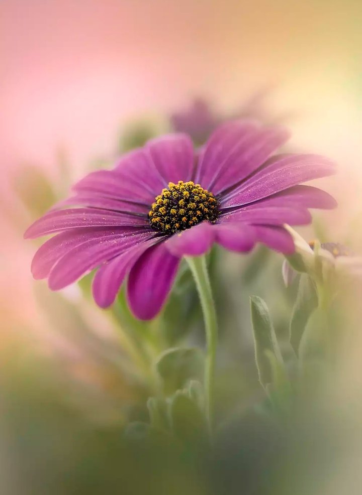 flower...