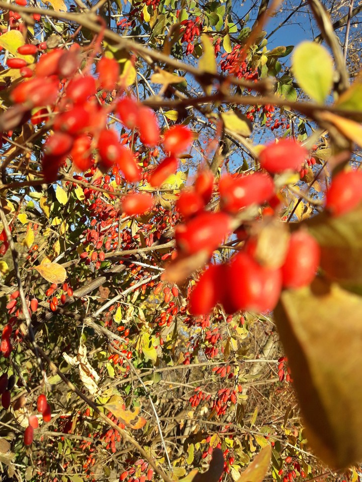 Autumn