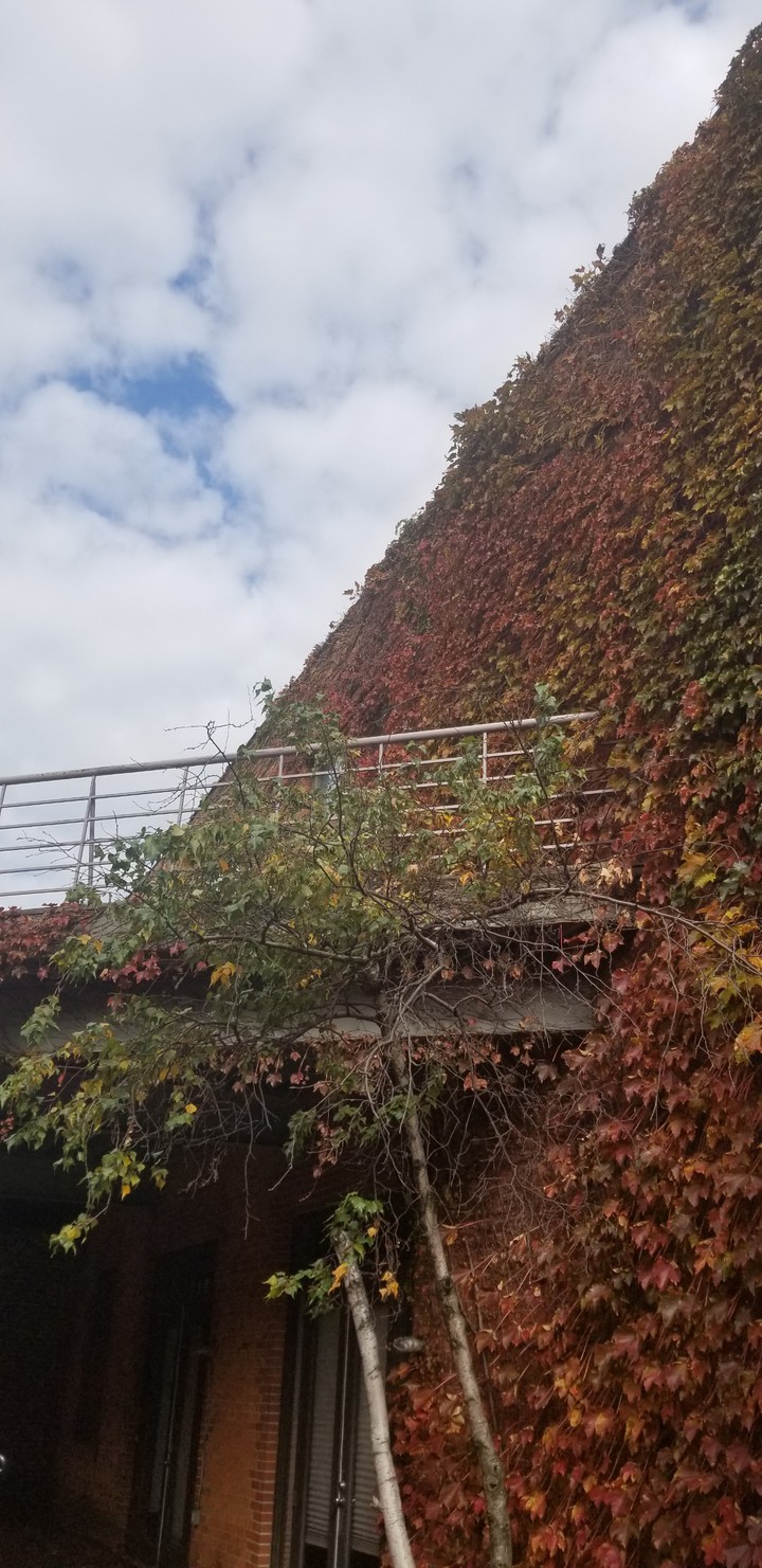 fall
