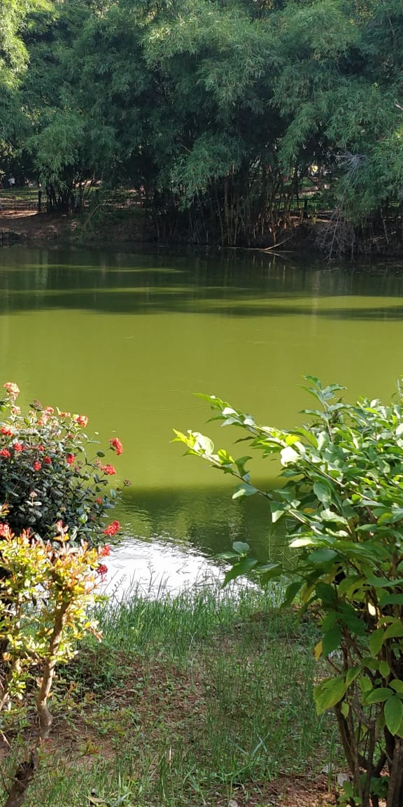 green pond