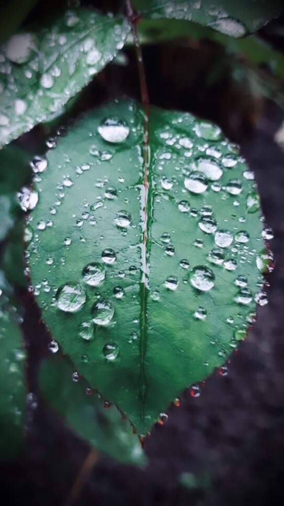 Reggel