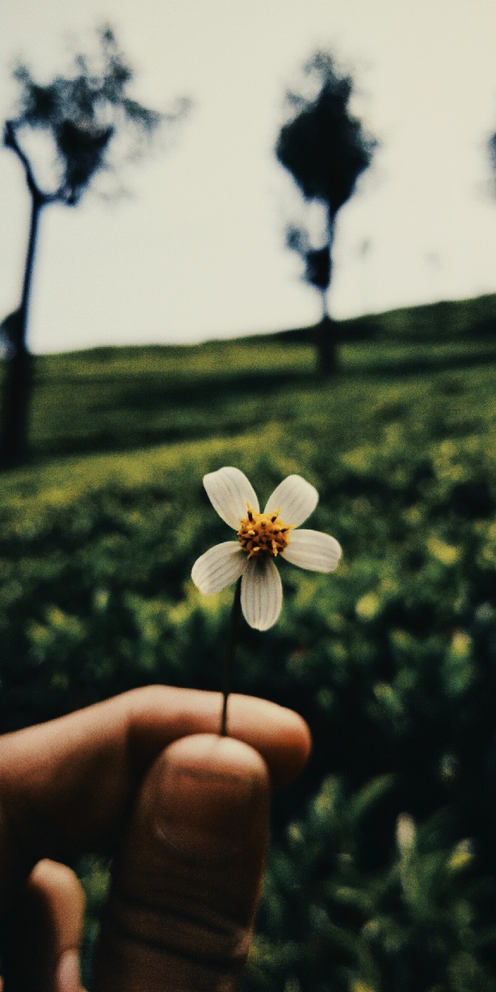 A tiny little flower..