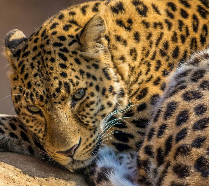 Wild Beauty