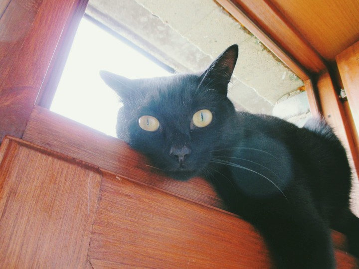 Cats like enjoy this life!