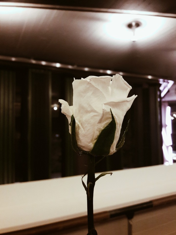 white rose