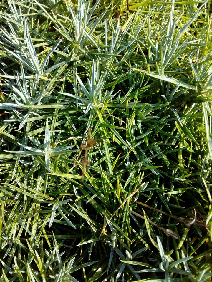 Green Grass