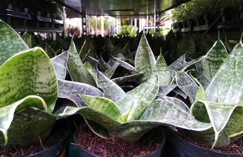 anthurium, 室内植物壁纸