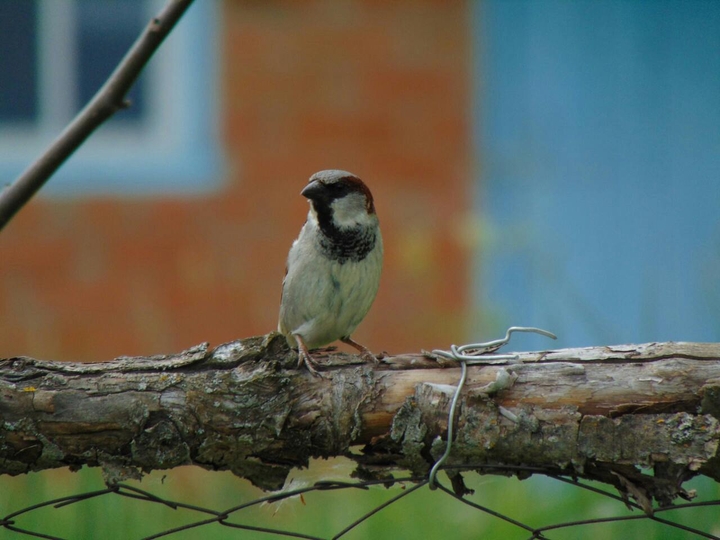 little bird
