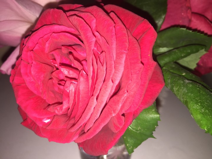 Red Rose