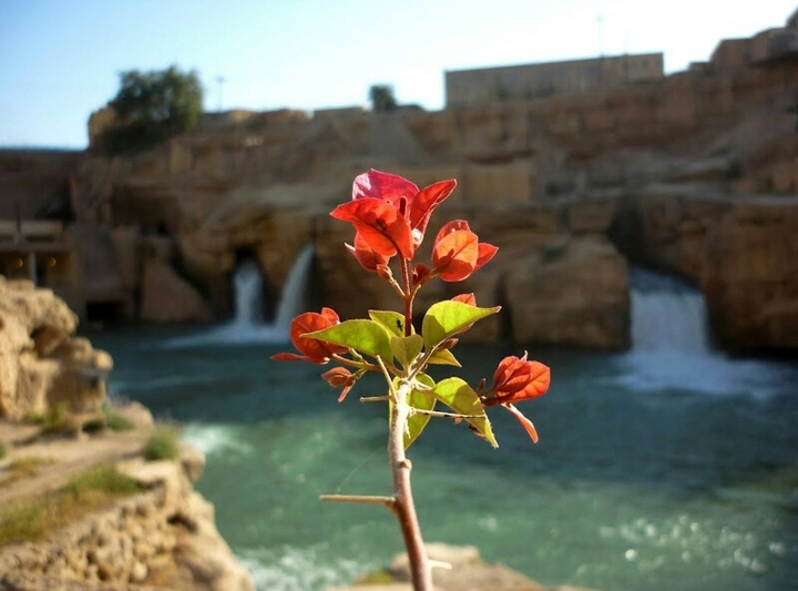 flower