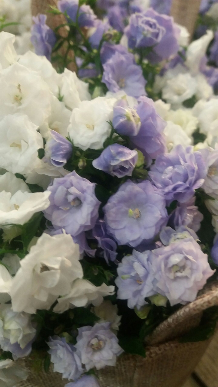 White and purple