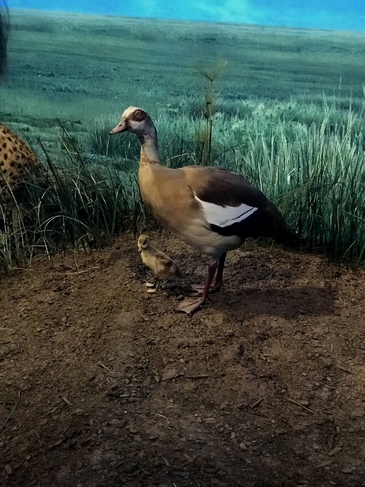 the ugly duckling