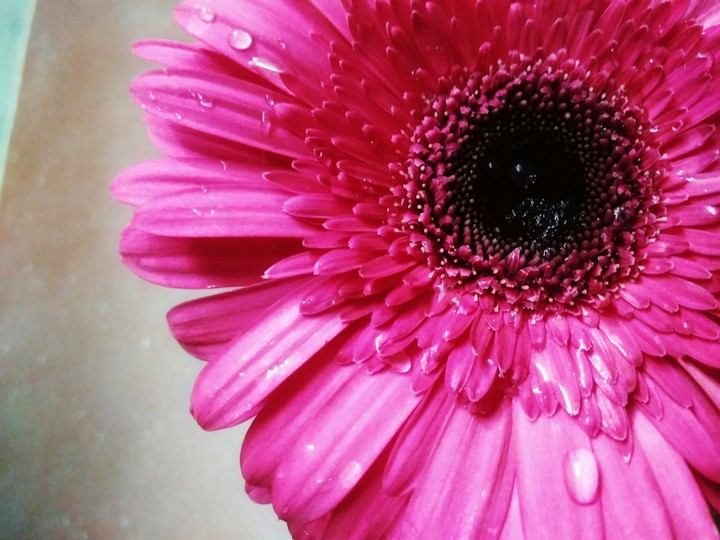flower