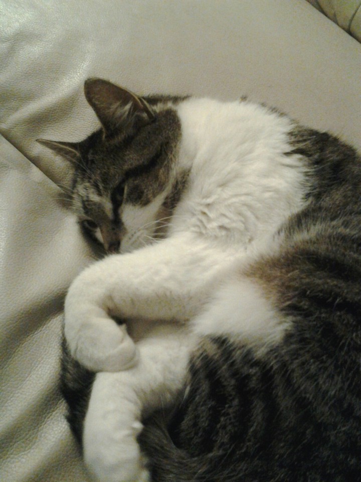 my cat