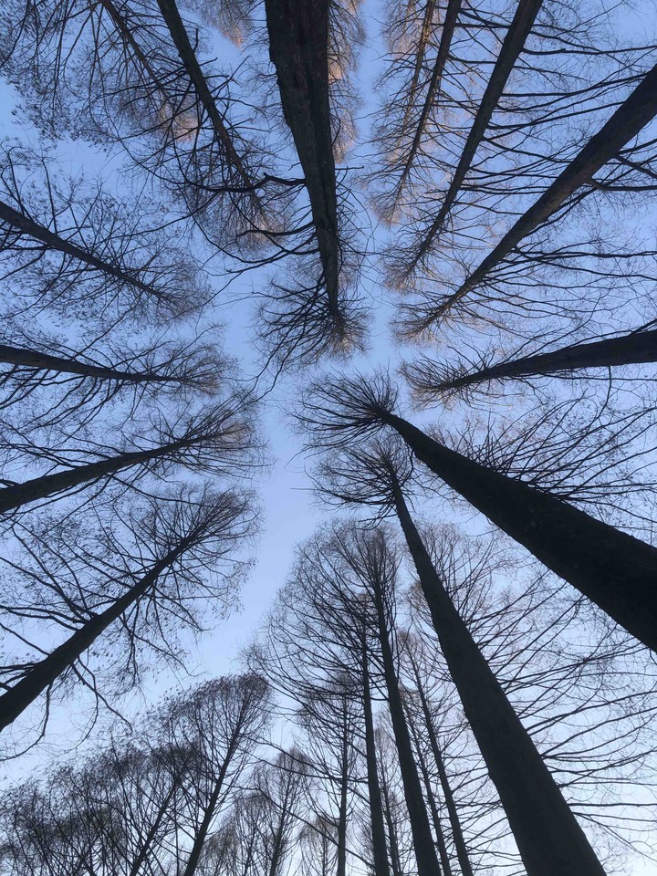 wood sky