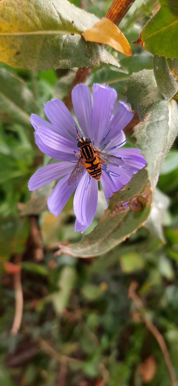 bugsies