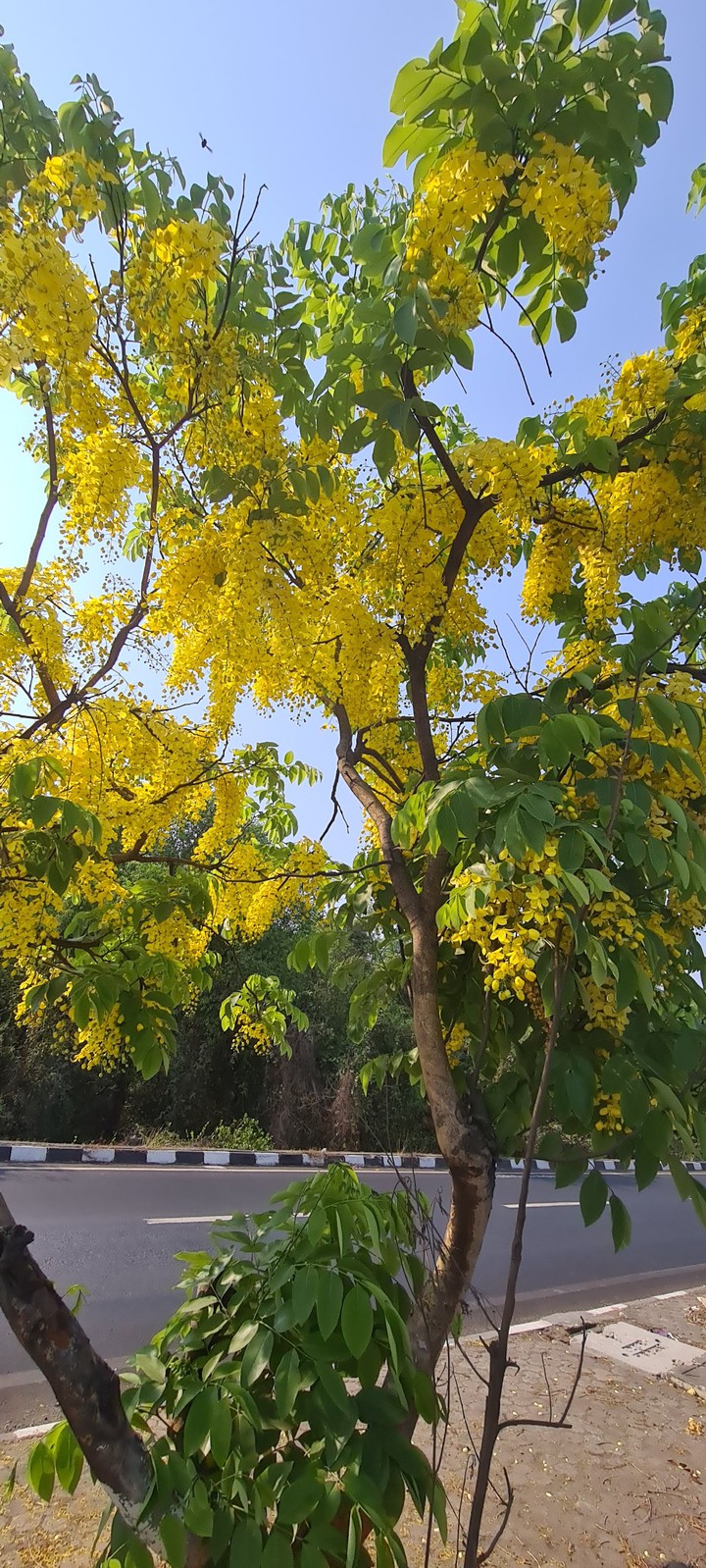 spring