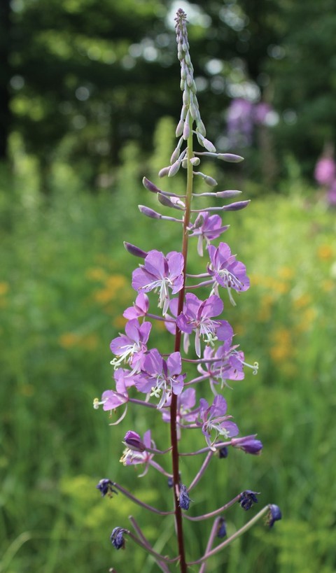 groundcover, digitalis háttérképek