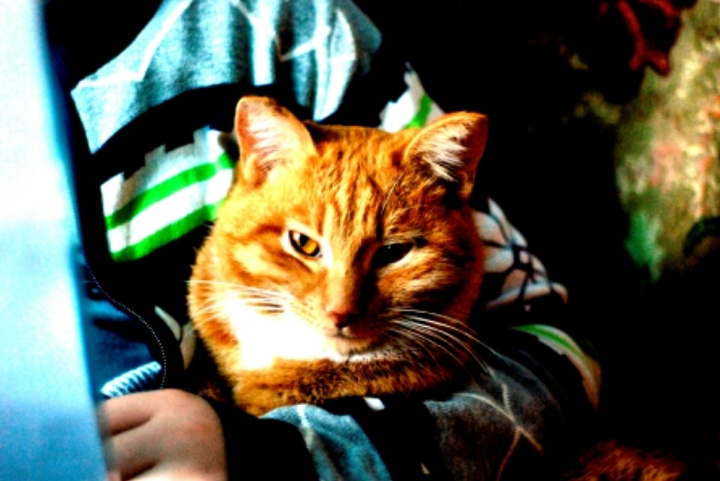 кот