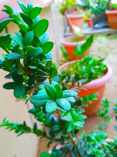 plant, flowerpot háttérképek