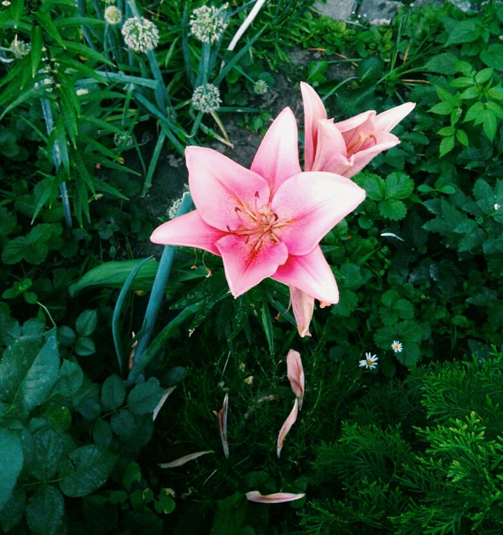 Pink lily