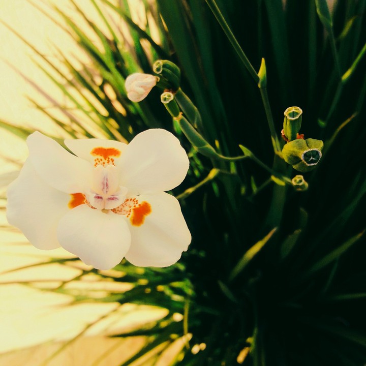 Flor