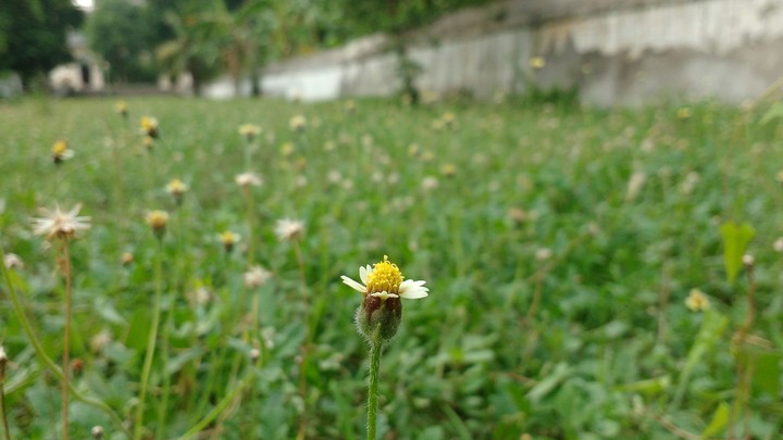 grass Land