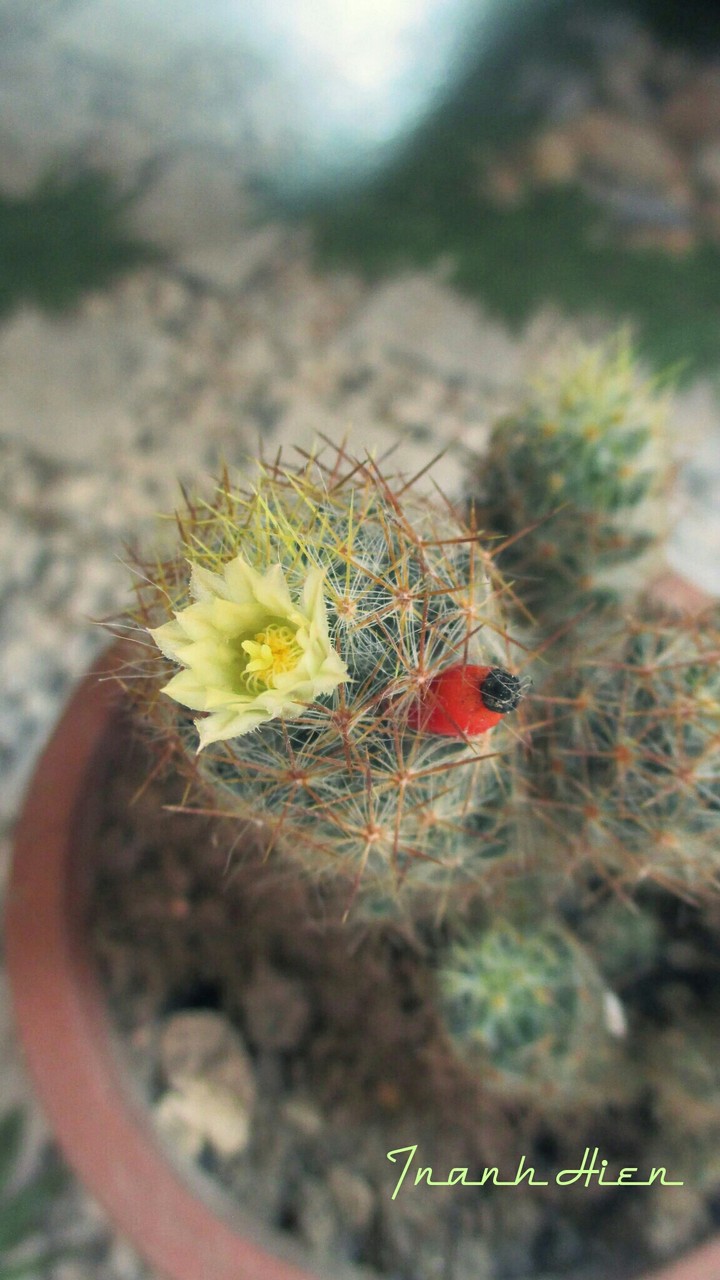 my spring