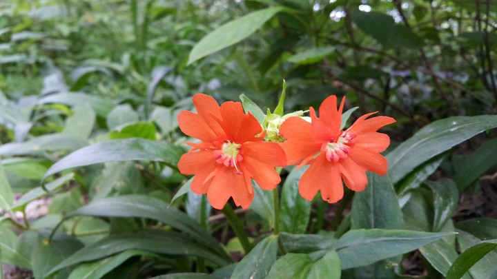지리산 야생화 2