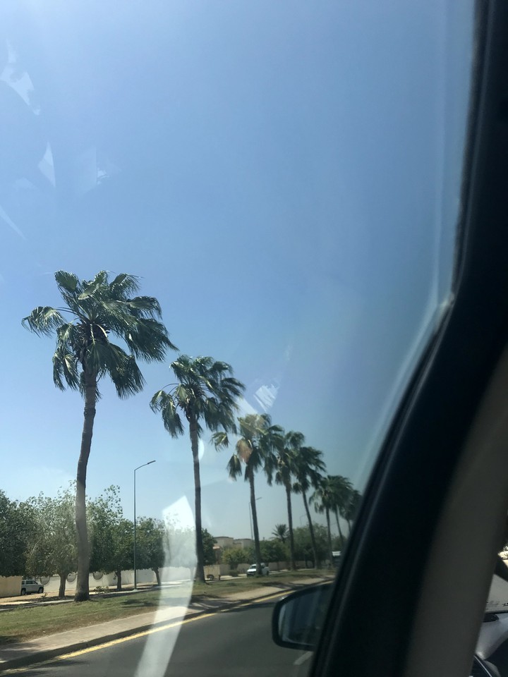 date trees