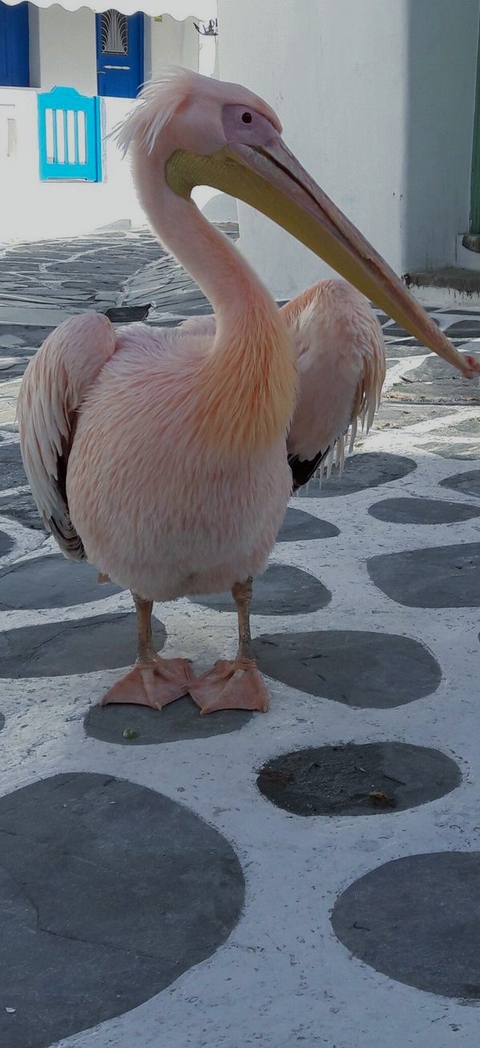 bird, seabird Hintergrundbilder