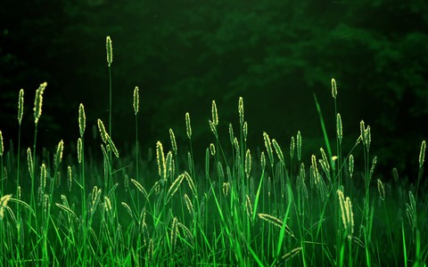 grass