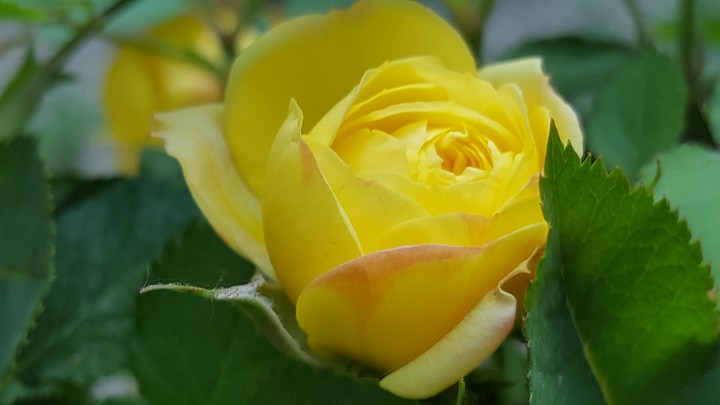 rosa rosae rosam