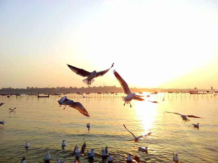 sangam