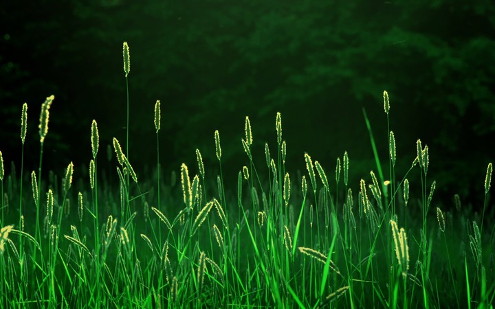 grass