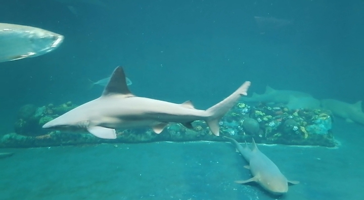 Acuario de Veracruz