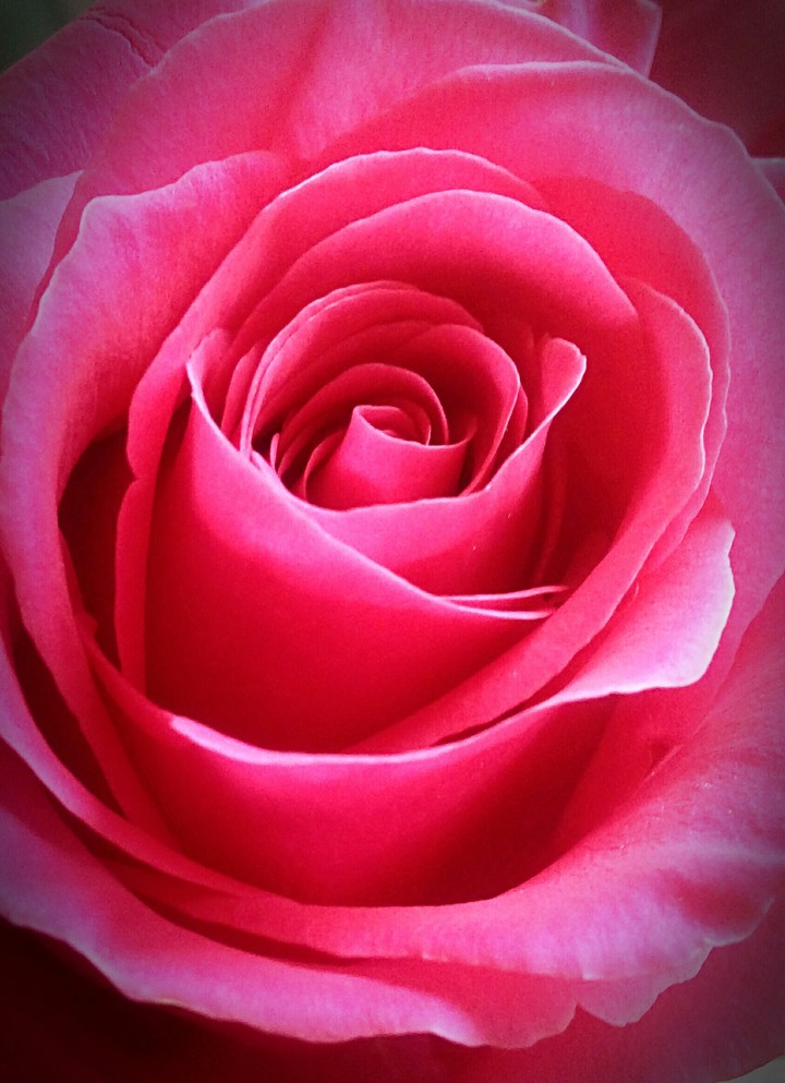 Роза. Rose.