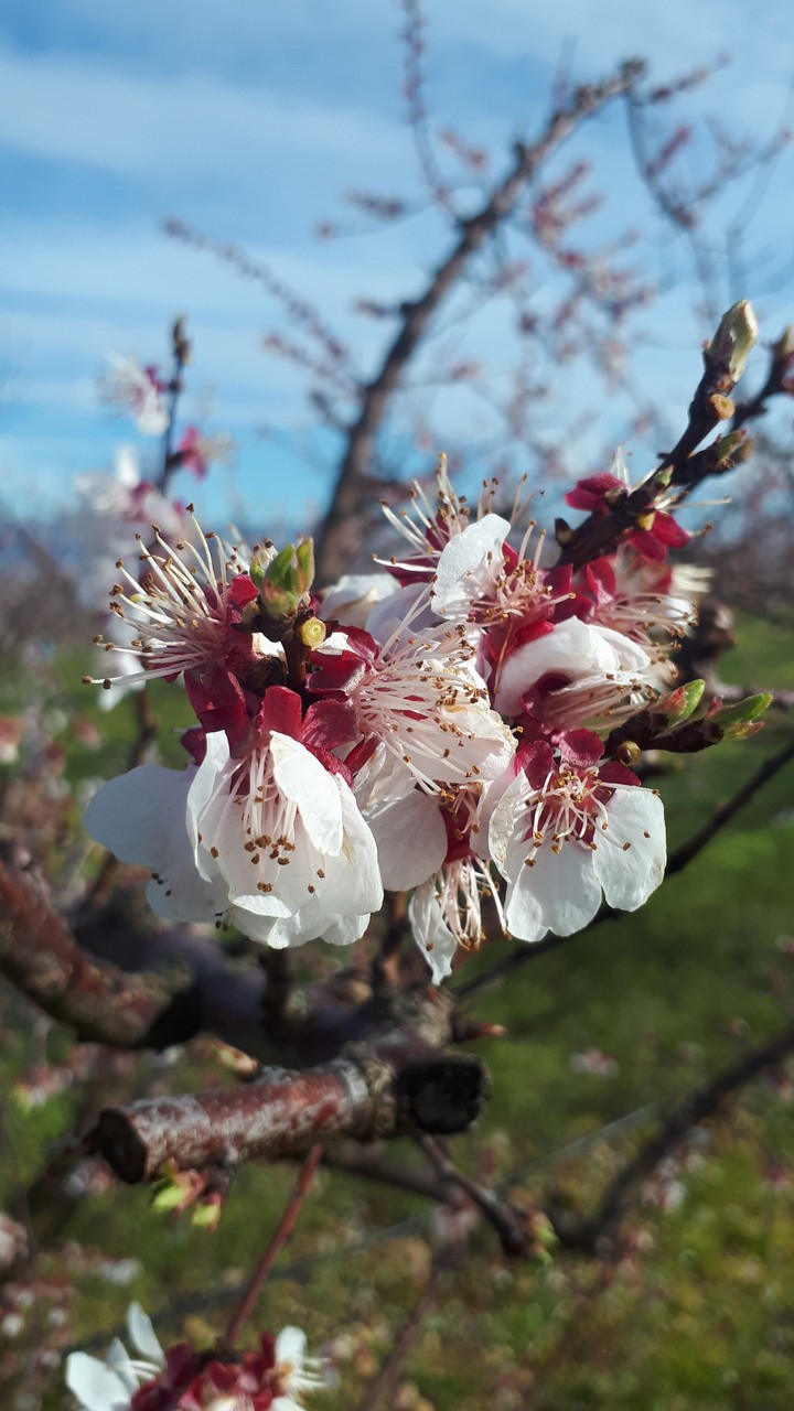 fleurs de pêche